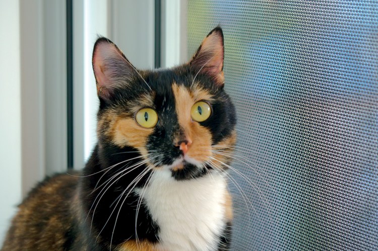 Mosquiteras para ventanas